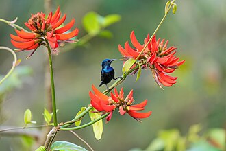 A purple sunbird perched on an Indian coral tree, Jim Corbett National Park, Uttarakhand