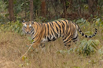 India has the majority of the world's wild tigers, approximately 3,170 in 2022.