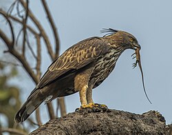 A Crested hawk-eagle with an Indian garden lizard in Satpura National Park, Madhya Pradesh
