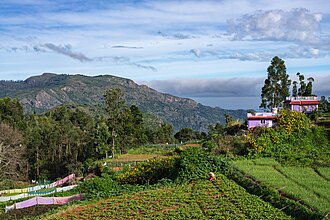 A woman growing radish in the foreground and garlic to the right in a village in the Nilgiris, Tamil Nadu. In 2019, 55% of India's female workforce was employed in agriculture.